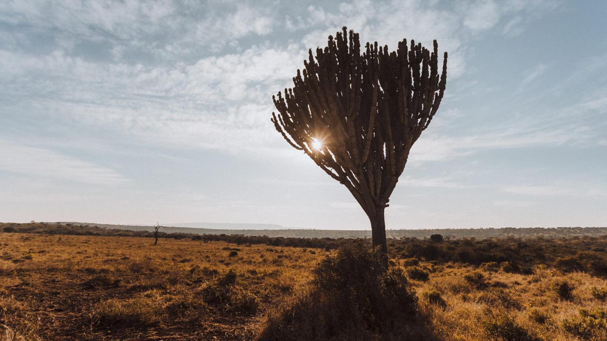 Umkhaya Lodge Mkuze Eksteriør billede